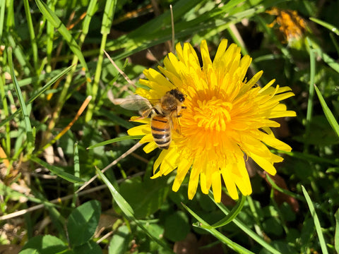 Honey and Sustainability: How Your Purchase Choices Help Bees and the Environment