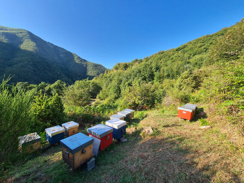 Italian Honey Varieties