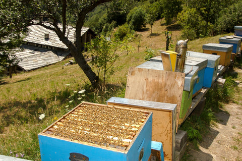 From Hive to Jar: How Our Artisanal Honey Is Made